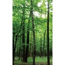 תמונת טפט V יער ירוק | 33041534